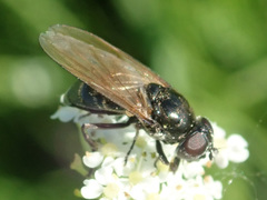 Cheilosia pagana