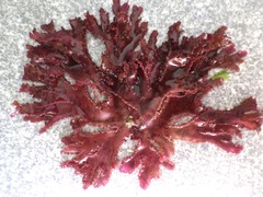 Metacallophyllis laciniata