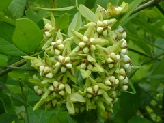 Funastrum lindenianum