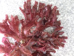 Metacallophyllis laciniata