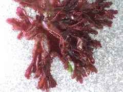 Metacallophyllis laciniata