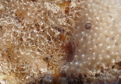 Dysideidae