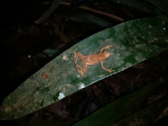 Dendrophryniscus imitator