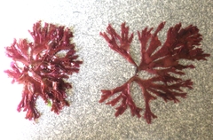 Metacallophyllis laciniata