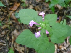 Scutellaria seleriana