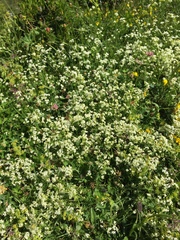 Galium anisophyllon