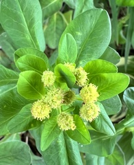 Euphorbia epithymoides
