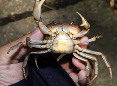 Geothelphusa pingtung