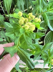 Euphorbia epithymoides