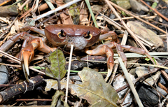 Geothelphusa pingtung