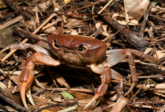 Geothelphusa pingtung