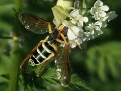 Xanthogramma citrofasciatum
