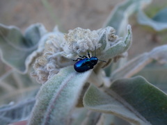 Chrysochus cobaltinus