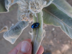 Chrysochus cobaltinus