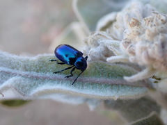 Chrysochus cobaltinus