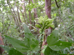 Bauhinia jucunda