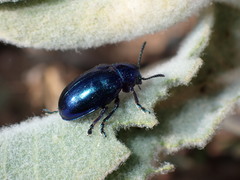 Chrysochus cobaltinus