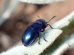 Chrysochus cobaltinus