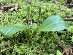 Platanthera obtusata