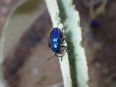 Chrysochus cobaltinus