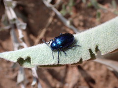 Chrysochus cobaltinus