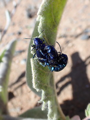 Chrysochus cobaltinus