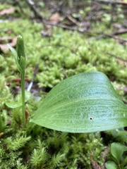 Platanthera obtusata