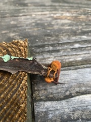 Anisota pellucida