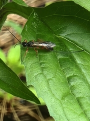 Odontocolon ochropus