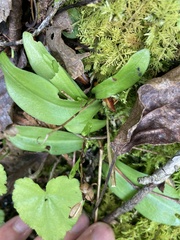 Platanthera obtusata