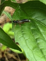 Odontocolon ochropus