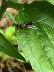 Odontocolon ochropus