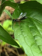 Odontocolon ochropus