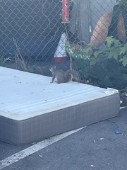 Sciurus carolinensis