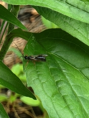 Odontocolon ochropus