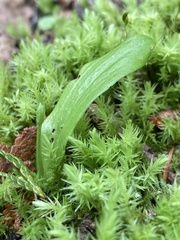 Platanthera obtusata