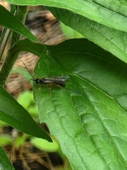 Odontocolon ochropus