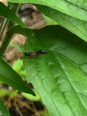 Odontocolon ochropus