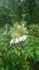Abelia chinensis
