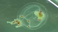 Polyorchis penicillatus