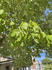 Tilia americana
