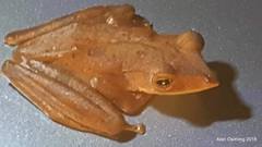 Polypedates colletti