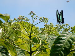 Graphium sarpedon luctatius