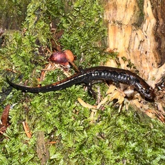 Desmognathus imitator