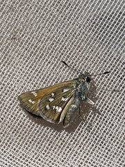 Hesperia pahaska martini