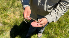 Thamnophis elegans hueyi