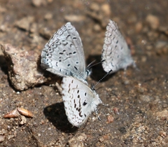 Celastrina echo sidara