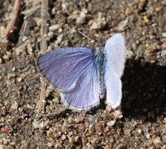Celastrina echo sidara