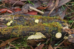 Austeria citrea image