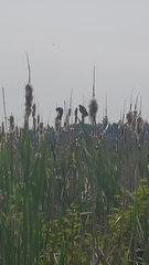 Agelaius phoeniceus caurinus